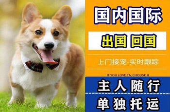 青岛市宠物托运公司青岛市宠物托运公司青岛市宠物托运公司