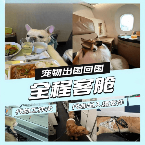 青岛市宠物托运到白俄罗斯宠物入境规定和要求
