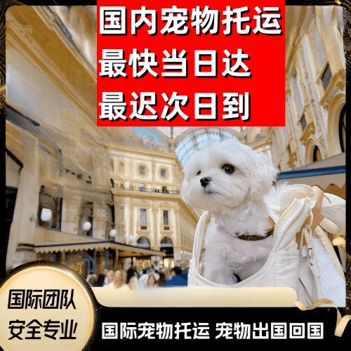青岛市到澳大利亚（澳洲）宠物入境规定和要求